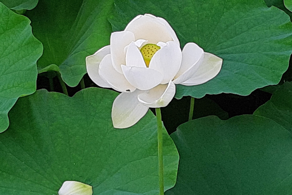可憐に咲く蓮の花