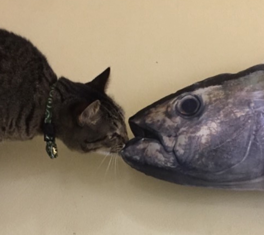 マグロをついばむジョー