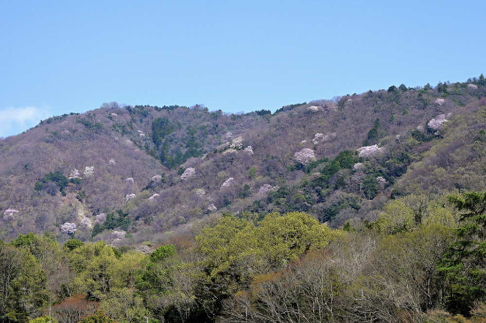 桜が咲く五月山とそのふもとの自然