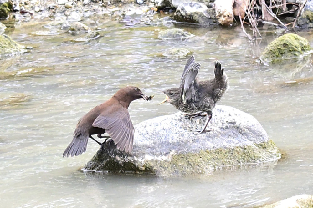 カワガラスの給餌