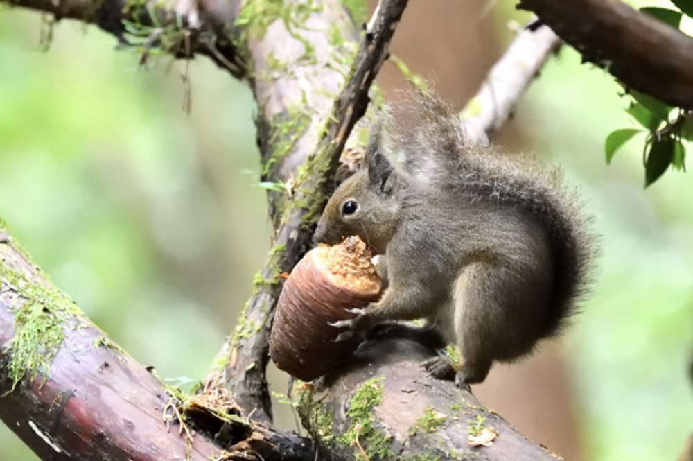 ニホンリスの採食