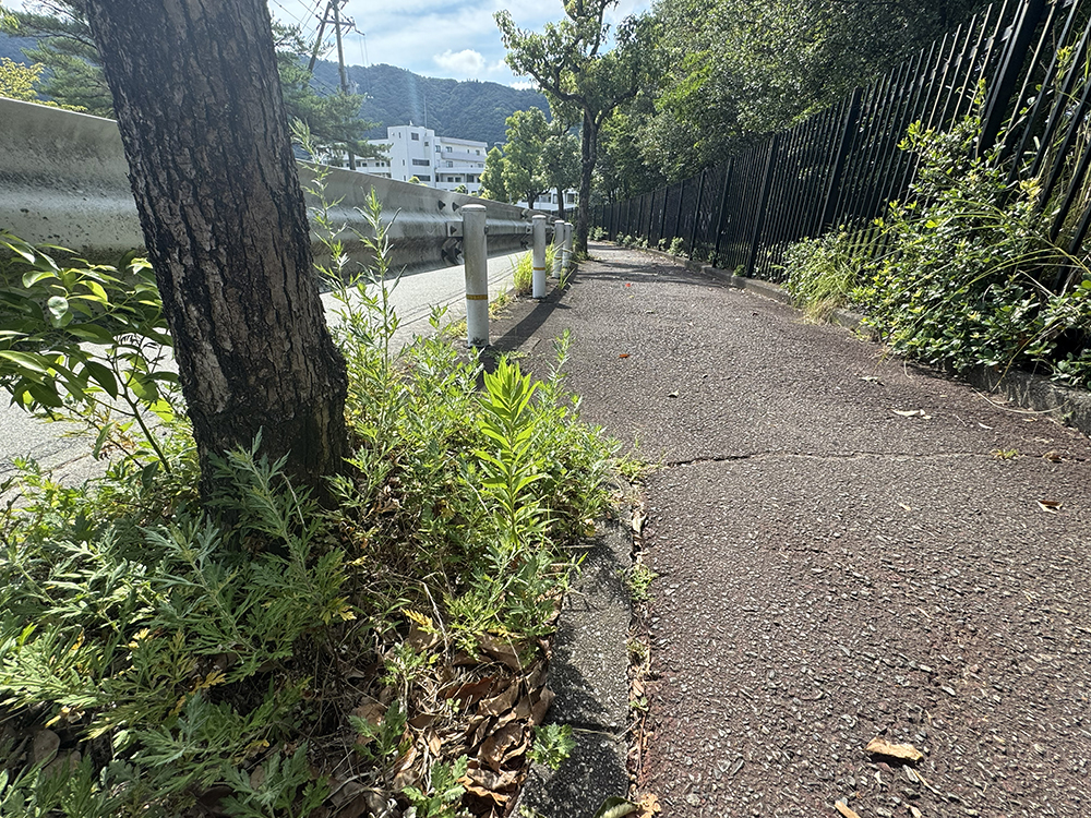 遊水池横の坂道