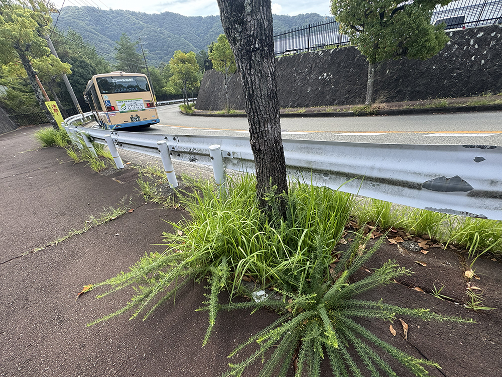 誰も手をつけないので伸び放題になった雑草
