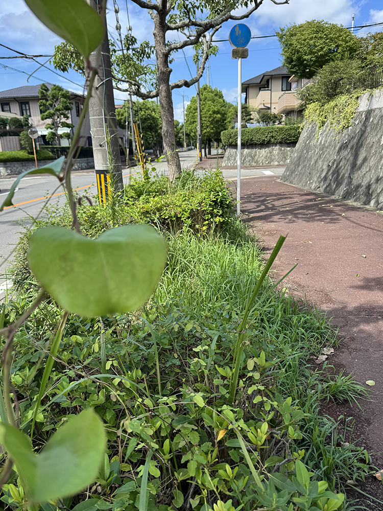 東公園前歩道にはツタが…
