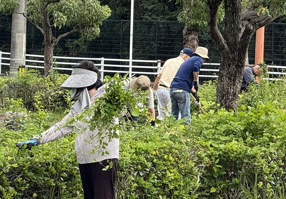 植込みの中のツタを刈り取る人々