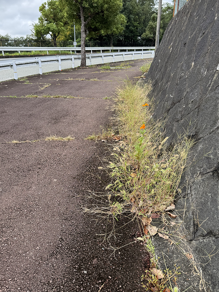 草を引く前