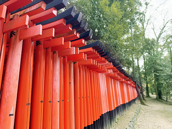 新緑に朱塗りが映える千本鳥居