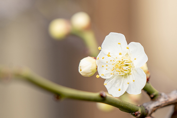 初午の寒梅