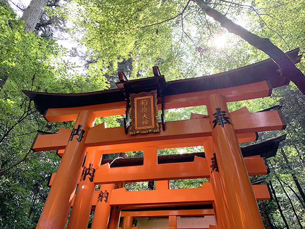 稲荷山参道脇の新緑と鳥居