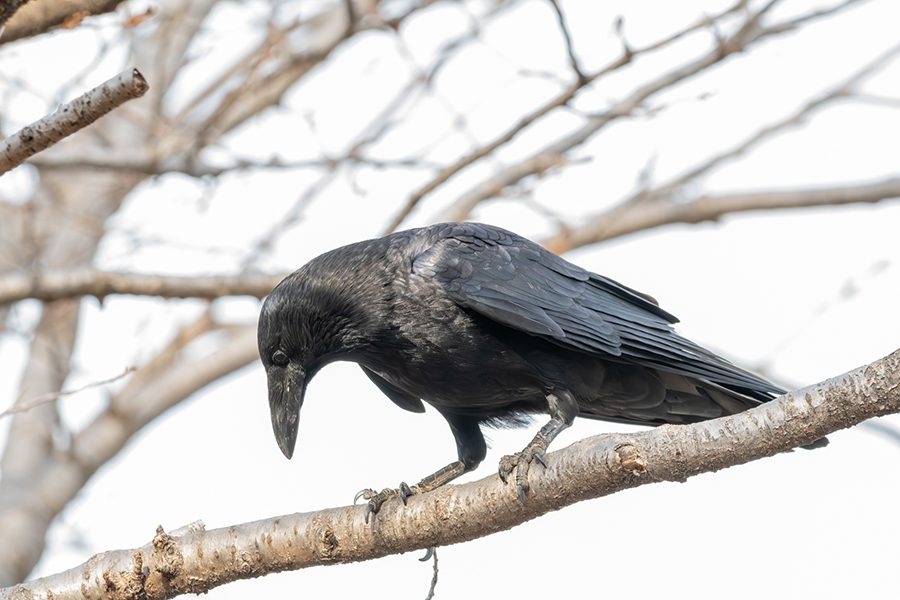 人間の頭上から下を見つめるカラス