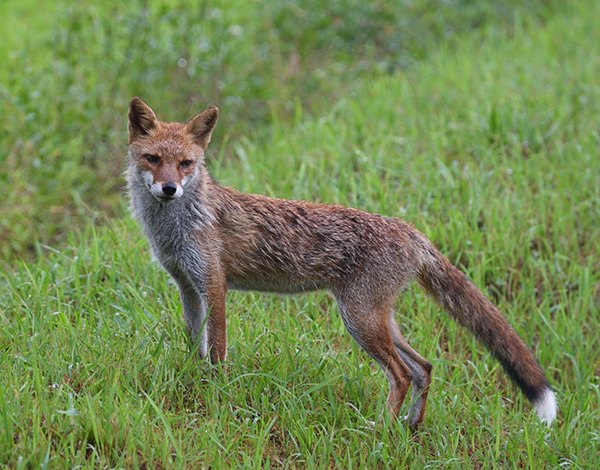 北海道の野生の狐