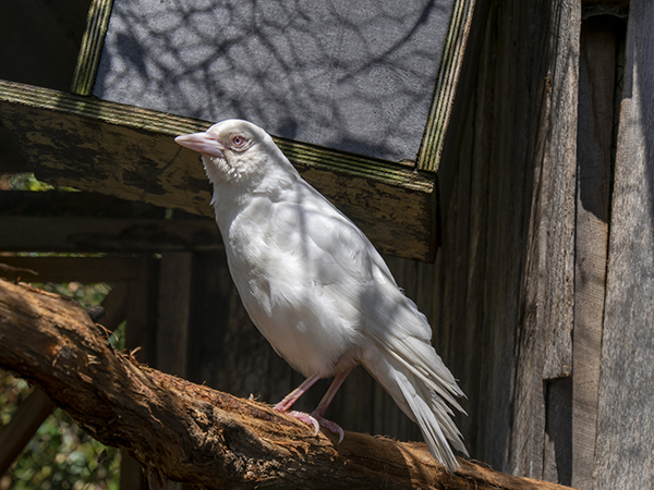 アルビノの場合、目がピンク色になるそうです