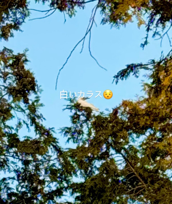 田中社神蹟で偶然見つけた白いカラス